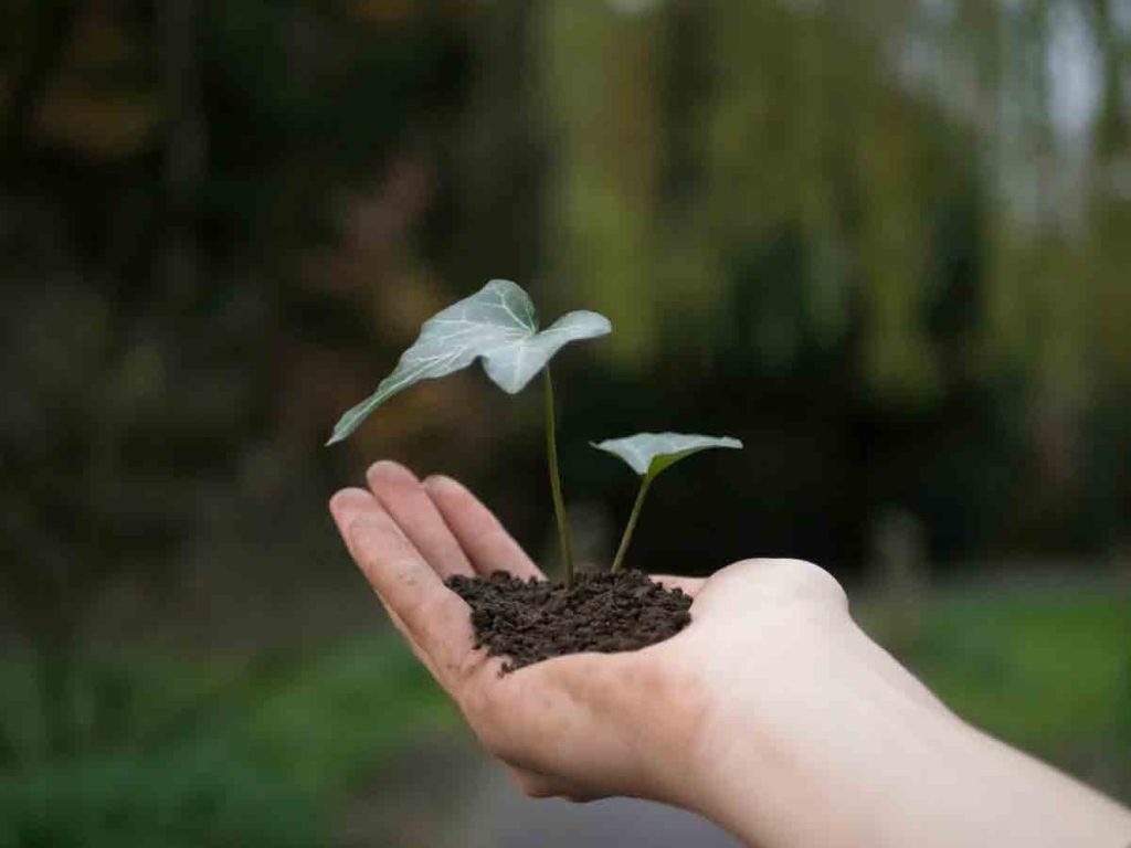 paragraph on importance of planting trees